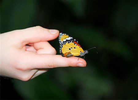 Colorful butterfly sitting on girl's finger Foto de stock - Super Valor sin royalties y Suscripción, Código: 400-04960214