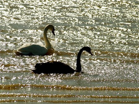 Two Swans on the River/Afon Conwy, North Wales. One is a Mute Swan the other a Black Swan. Foto de stock - Super Valor sin royalties y Suscripción, Código: 400-04960438