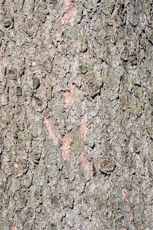 spruce tree bark - Detail of the texture of the bark of a spruce - suitable as a background Stock Photo - Budget Royalty-Free & Subscription, Code: 400-04960732