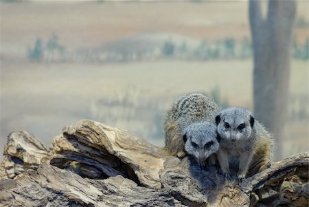 simsearch:400-04375895,k - Two slender-tailed meerkats huddled together on a log in a zoo enclosure. Stock Photo - Budget Royalty-Free & Subscription, Code: 400-04960797