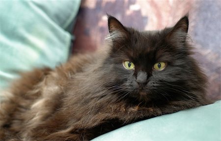 Fluffy black and brown cat lounging on a couch Stock Photo - Budget Royalty-Free & Subscription, Code: 400-04960833