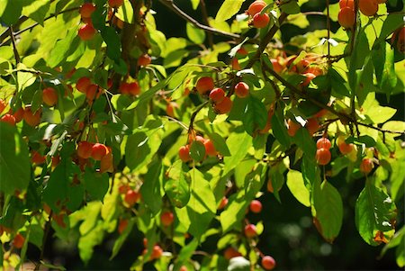 Crab apples hanging from a tree and backlit by the sun Fotografie stock - Microstock e Abbonamento, Codice: 400-04961089