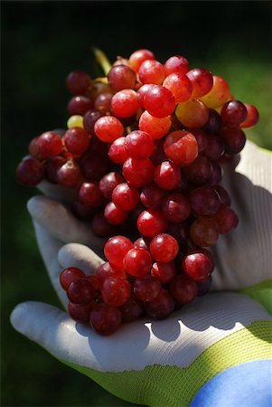 Bunch of fresh red grapes picked fresh from the garden (part of a series) Stock Photo - Budget Royalty-Free & Subscription, Code: 400-04961096