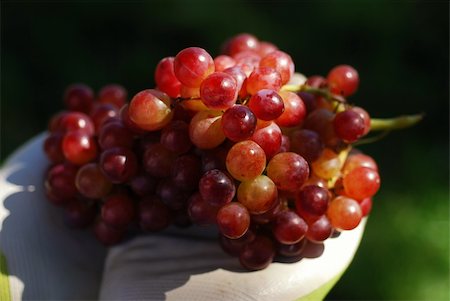 Bunch of fresh red grapes picked fresh from the garden (part of a series) Stock Photo - Budget Royalty-Free & Subscription, Code: 400-04961097