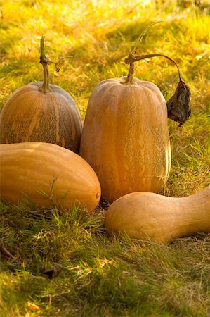 pumpkin harvest in my garden Stock Photo - Budget Royalty-Free & Subscription, Code: 400-04961152