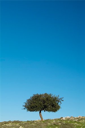 small oak tree against clear blue sky. Photographie de stock - Aubaine LD & Abonnement, Code: 400-04961284