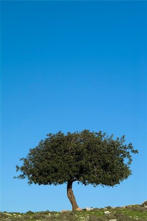 small oak tree against clear blue sky. Photographie de stock - Aubaine LD & Abonnement, Code: 400-04961283