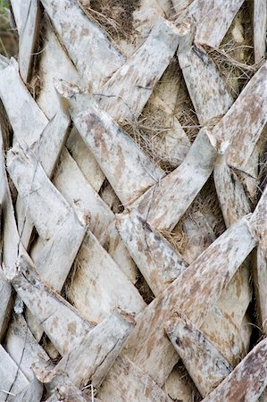 close up of a palm tree trunk bark Photographie de stock - Aubaine LD & Abonnement, Code: 400-04961517
