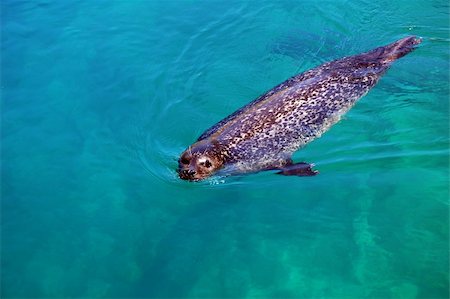 simsearch:400-04530984,k - Picture of a seal swimming under water Stockbilder - Microstock & Abonnement, Bildnummer: 400-04961641