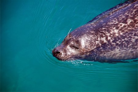 simsearch:400-04530984,k - Picture of a seal swimming under water Stockbilder - Microstock & Abonnement, Bildnummer: 400-04961642