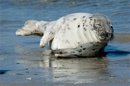 eastern atlantic common seal - Common Seals from Helgoland, Germany Foto de stock - Super Valor sin royalties y Suscripción, Código: 400-04961664