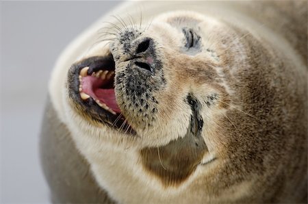 eastern atlantic common seal - Common Seals from Helgoland, Germany Foto de stock - Super Valor sin royalties y Suscripción, Código: 400-04961665