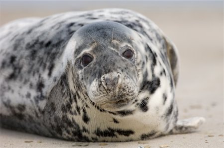 eastern atlantic common seal - Common Seals from Helgoland, Germany Foto de stock - Super Valor sin royalties y Suscripción, Código: 400-04961660