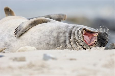 Common Seals from Helgoland, Germany Stockbilder - Microstock & Abonnement, Bildnummer: 400-04961661