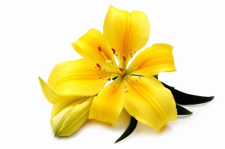 felinda (artist) - yellow lily isolated on white background Photographie de stock - Aubaine LD & Abonnement, Code: 400-04961748
