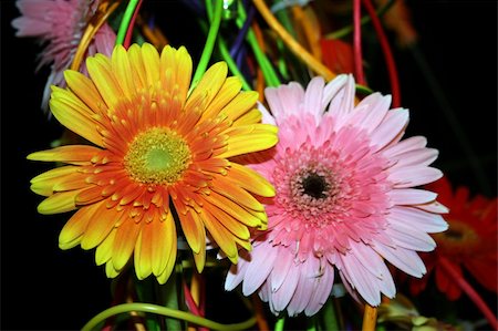 simsearch:400-04010093,k - backgrounds, beautiful, beauty, bees, black, blooming, blooms, blossom, botanical, botany, bright, circle, closeup, colorful, colors, details, flora, floral, florist, flower, flower, garden, gardening, happy, isolated, macro, natural, nature, orange, organic, over, patterns, petals, plants, pollen, pretty, round, seeds, stamens, summer Foto de stock - Super Valor sin royalties y Suscripción, Código: 400-04961770