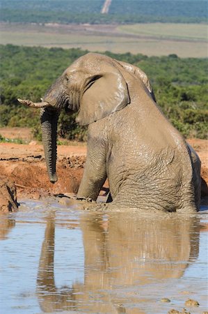 simsearch:400-04450374,k - African Elephant getting out of the water after it had a bath Foto de stock - Royalty-Free Super Valor e Assinatura, Número: 400-04962170