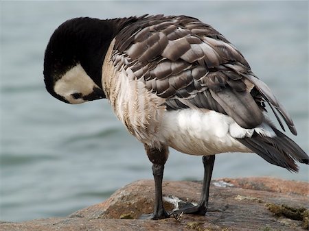 Barnacle Goose cleaning it's feather staying on stone Stockbilder - Microstock & Abonnement, Bildnummer: 400-04962205