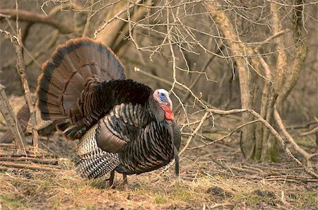 Wild male turkey strutting in full mating display for hens. Stock Photo - Budget Royalty-Free & Subscription, Code: 400-04962579