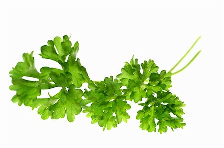 simsearch:400-05919877,k - Top of parsley isolated on white background Stock Photo - Budget Royalty-Free & Subscription, Code: 400-04962742