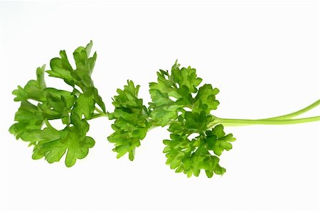 simsearch:400-05919877,k - Top of parsley isolated on white background Stock Photo - Budget Royalty-Free & Subscription, Code: 400-04962743