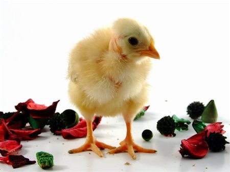 simsearch:400-05905850,k - Close up on baby chicken Photographie de stock - Aubaine LD & Abonnement, Code: 400-04963162
