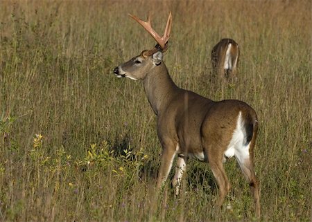 simsearch:400-04369879,k - Whitetail deer buck standing in a field. Foto de stock - Super Valor sin royalties y Suscripción, Código: 400-04963470