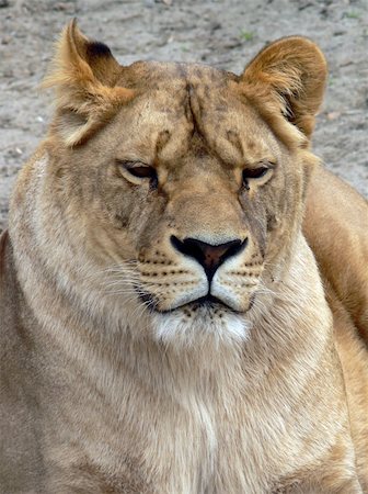 simsearch:400-08977855,k - Serious female lion face shot in a wild Stockbilder - Microstock & Abonnement, Bildnummer: 400-04963626
