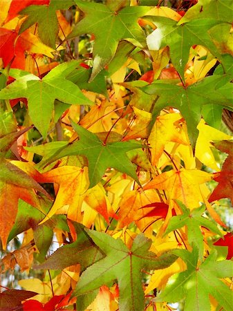 simsearch:400-04276166,k - Colorful autumn leaves Foto de stock - Royalty-Free Super Valor e Assinatura, Número: 400-04963714