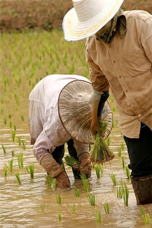 Ricefarmers at work in rice field Stock Photo - Budget Royalty-Free & Subscription, Code: 400-04974056