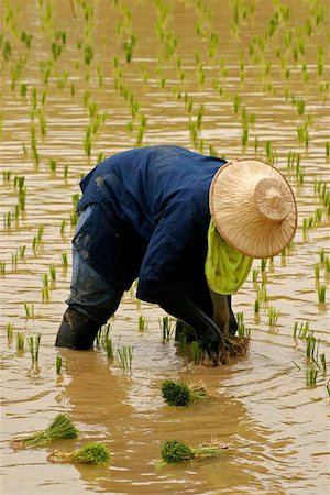 Ricefarmer at work in ricefield Stock Photo - Budget Royalty-Free & Subscription, Code: 400-04974058