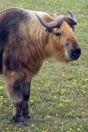 The Takin is related to the Musk Ox and is located in Mountainous regions in the Himalayan Mountains and western China Foto de stock - Super Valor sin royalties y Suscripción, Código: 400-04974269