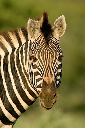 simsearch:400-04348140,k - Portrait of a plains zebra, South Africa Foto de stock - Super Valor sin royalties y Suscripción, Código: 400-04974305