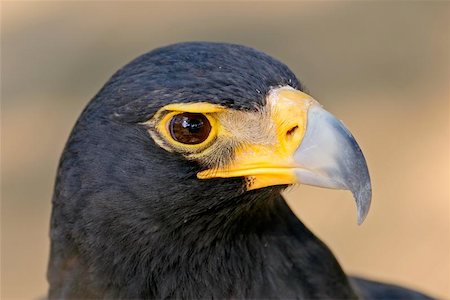 staring eagle - Portrait of a black eagle, South Africa Foto de stock - Super Valor sin royalties y Suscripción, Código: 400-04974505
