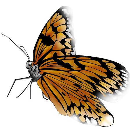 Real butterfly Stock Photo - Budget Royalty-Free & Subscription, Code: 400-04974558