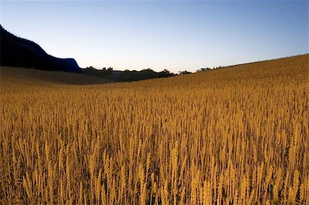 Wheat Field, Norway Stock Photo - Budget Royalty-Free & Subscription, Code: 400-04974550