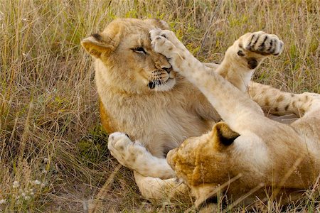 safari zimbabwe - Two lion cubs playing. Stock Photo - Budget Royalty-Free & Subscription, Code: 400-04974575