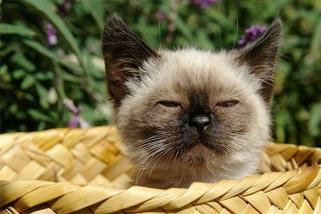 simsearch:649-07065153,k - the siamese kitten siting in basket Photographie de stock - Aubaine LD & Abonnement, Code: 400-04974708
