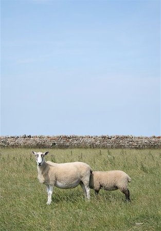 quevaal (artist) - This image can be interpreted in many ways. :) What it actually shows is a sheep with black head getting cover from the sun behind another sheep. Stockbilder - Microstock & Abonnement, Bildnummer: 400-04974760