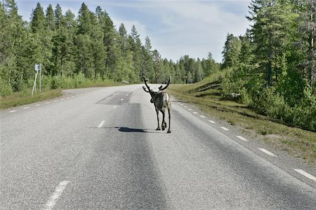 elks sweden - Reindeer on the highway to Boden, Sweden. Shot trough the car window as passing by. Stock Photo - Budget Royalty-Free & Subscription, Code: 400-04974816
