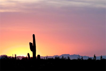 saguaro (cactus) - Sunset at Picacho State Park, Arizona. Photographie de stock - Aubaine LD & Abonnement, Code: 400-04974871