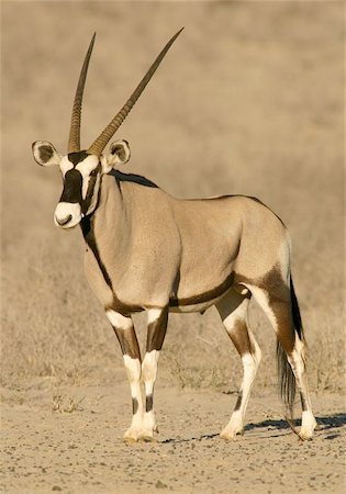 simsearch:400-04471928,k - Gemsbok antelope (Oryx), desert adapted antelope of the Kalahari, South Africa Stock Photo - Budget Royalty-Free & Subscription, Code: 400-04974914