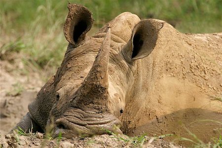 simsearch:400-04455503,k - White (square-lipped) rhinoceros taking a mud bath, South Africa Stock Photo - Budget Royalty-Free & Subscription, Code: 400-04974925