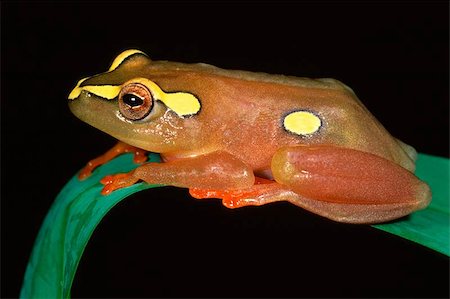 photograph of a pollywog - Colorful Argus reed frog sitting on a leaf Stock Photo - Budget Royalty-Free & Subscription, Code: 400-04974927