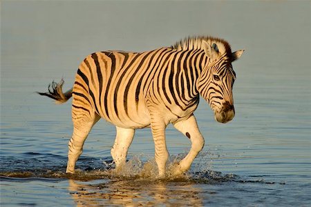 sunset ray - Plains Zebra walking in water, late afternoon, Etosha National park, Namibia Photographie de stock - Aubaine LD & Abonnement, Code: 400-04975045
