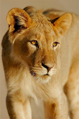savannah lion face - Portrait of a young lion, South Africa Stock Photo - Budget Royalty-Free & Subscription, Code: 400-04975047