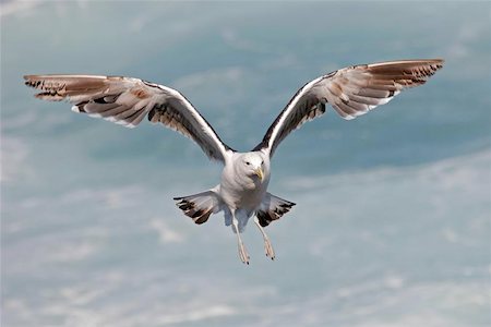 simsearch:400-04023222,k - A kelp gull in flight Photographie de stock - Aubaine LD & Abonnement, Code: 400-04975059