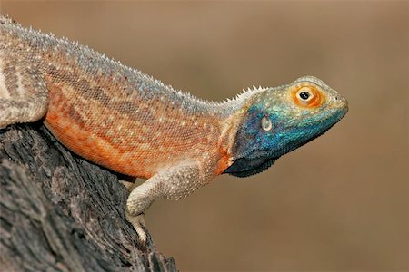 Male ground agama in bright breeding colors, Kalahari, South Africa Stockbilder - Microstock & Abonnement, Bildnummer: 400-04975094