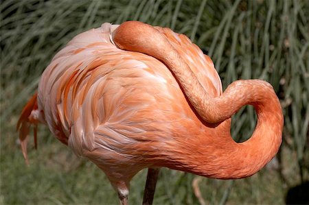 single pink flamingo in twycross zoo leicestershire, england uk taken in july 2006 Foto de stock - Super Valor sin royalties y Suscripción, Código: 400-04975130