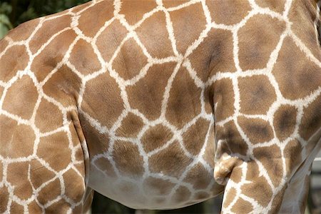 markings of the rothchilds giraffe in twycross zoo leicestershire, england uk taken in july 2006 Foto de stock - Super Valor sin royalties y Suscripción, Código: 400-04975131